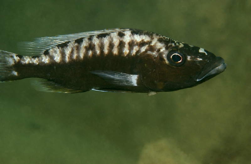 Tyrannochromis polyodon 'Lupingu'
